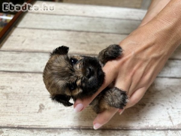 Havanese kiskutyák eladók