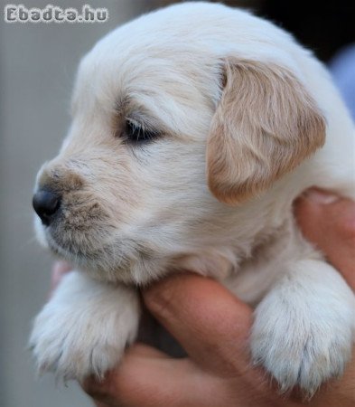 Arany és krém Golden retriever