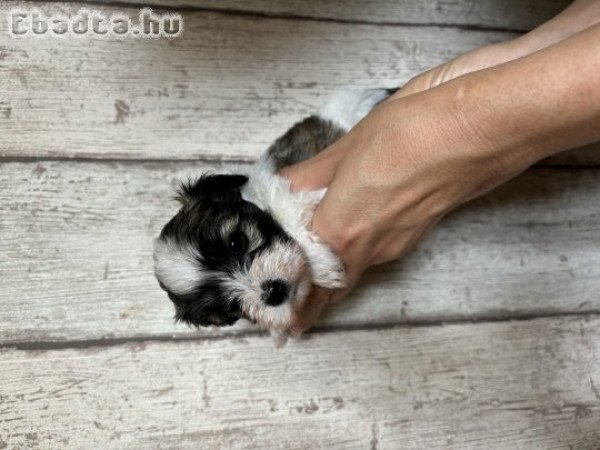 Havanese kiskutyák eladók