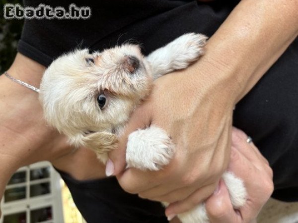 Havanese kiskutyák eladók