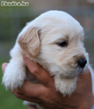 Arany és krém Golden retriever