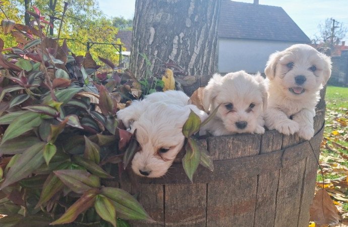 Bichon Havanese