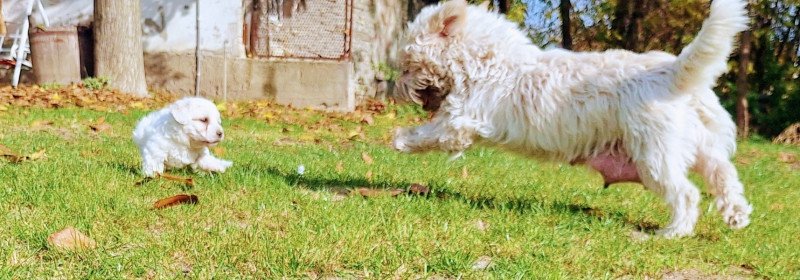 Bichon Havanese