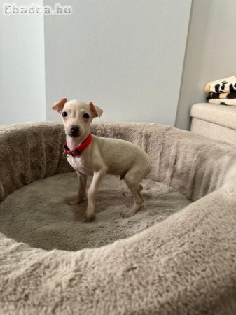 Italian greyhound puppies available for booking