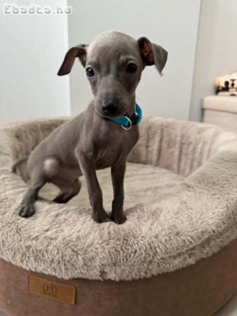 Italian greyhound puppies available for booking