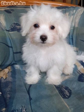 máltai selyemkutya eladó ( nem maltipoo)