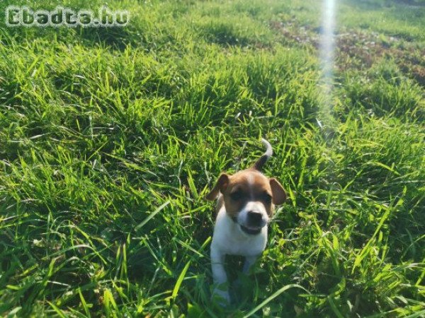 Jack Russel Terrier