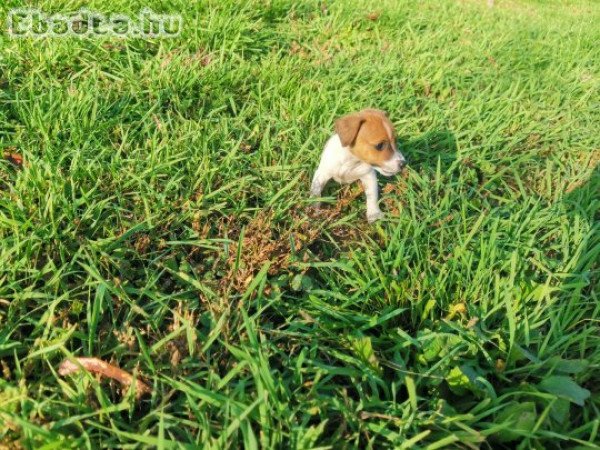 Jack Russel Terrier