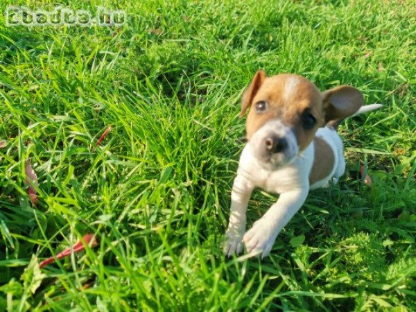 Jack Russel Terrier