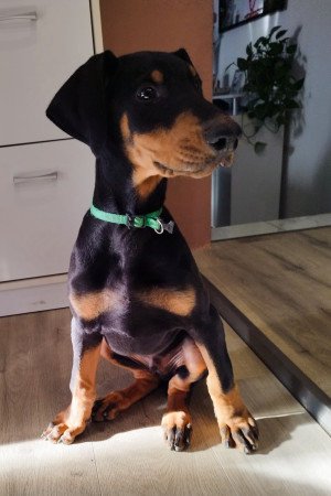 Doberman kölyök 12 hetes