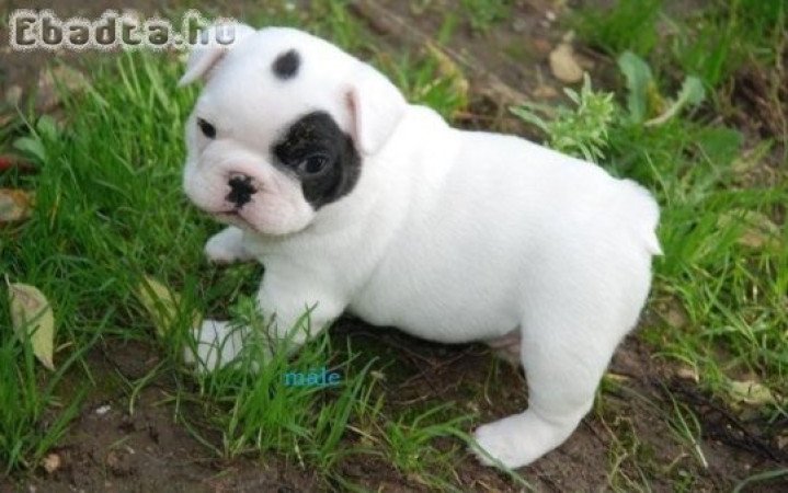 Francia bulldog kiskutya lof