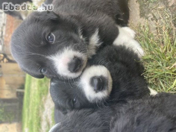 Border Collie fajtajellegű kölyökkutya