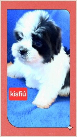 Bichon havanese