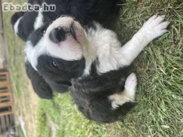 Border Collie fajtajellegű kölyökkutya