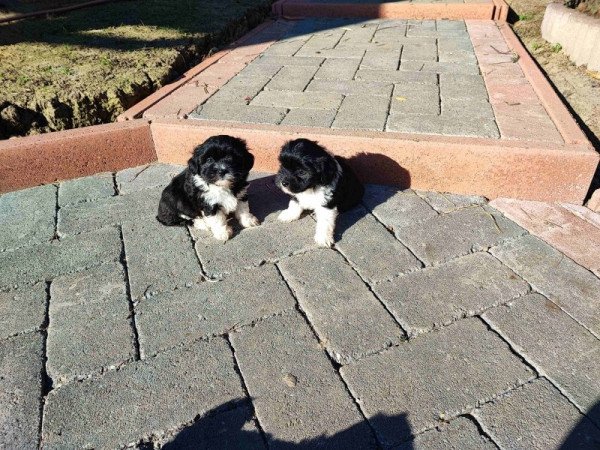 Bichon havanese