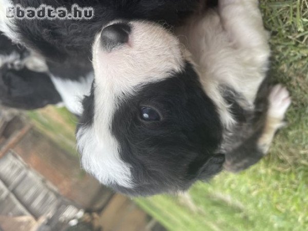 Border Collie fajtajellegű kölyökkutya