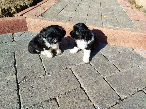 Bichon havanese