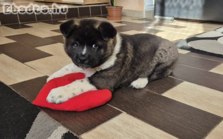 Amerikai akita