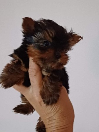 yorkshire terrier , yorky