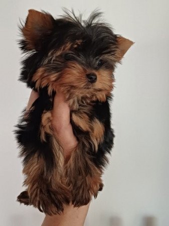 yorkshire terrier , yorky