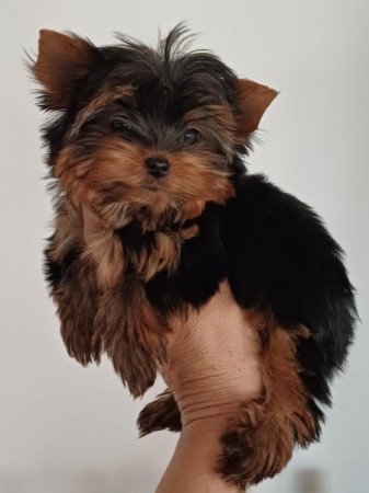 yorkshire terrier , yorky