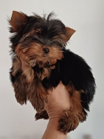 yorkshire terrier , yorky