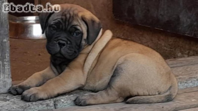 Eladó törzskönyvezett bullmastiff fiú kiskutya