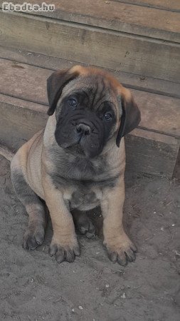 Eladó törzskönyvezett bullmastiff fiú kiskutya