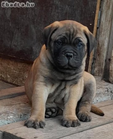 Eladó törzskönyvezett bullmastiff fiú kiskutya