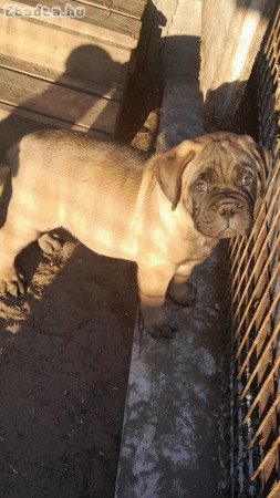 Eladó törzskönyvezett bullmastiff fiú kiskutya