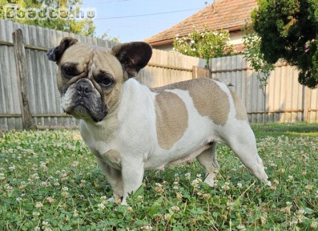 Francia bulldog