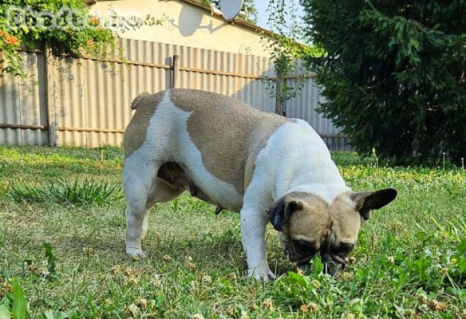 Francia bulldog