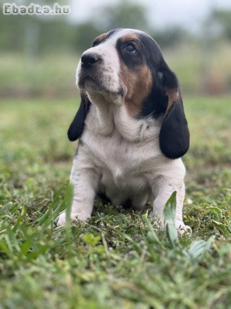 Basset hound kiskutyák eladók