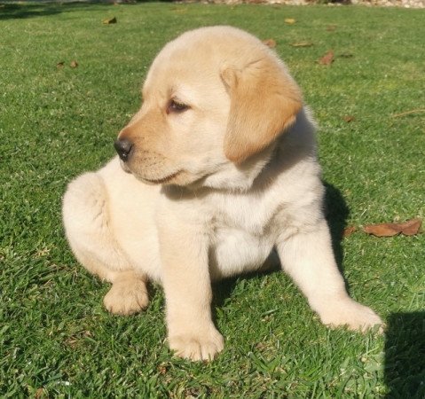 Labrador Retriever