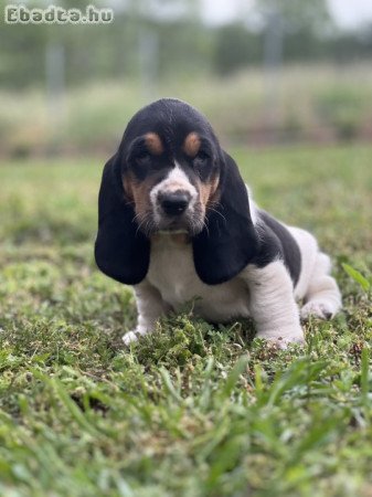 Basset hound kiskutyák eladók