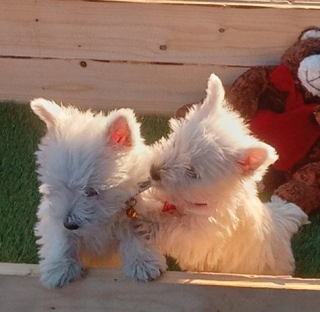 West highland white terrier