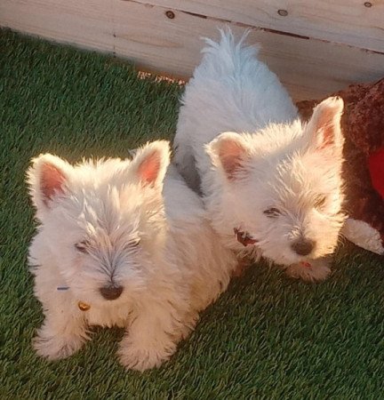 West highland white terrier