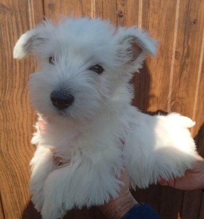 West highland white terrier