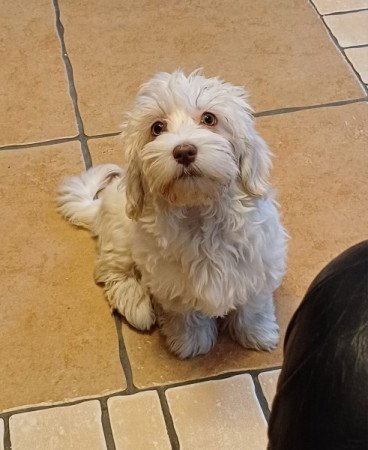 bichon havanese