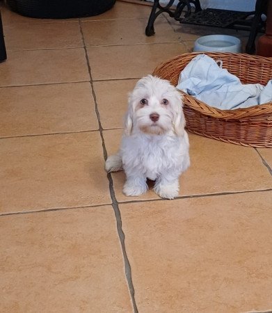 bichon havanese