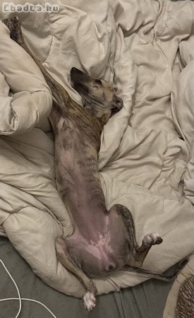 Whippet szuka kutyus