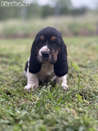 Basset hound kiskutyák eladók