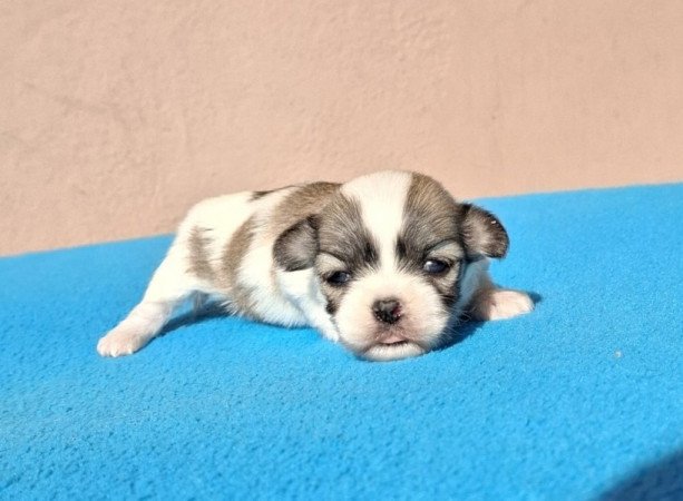 Bichon havanese