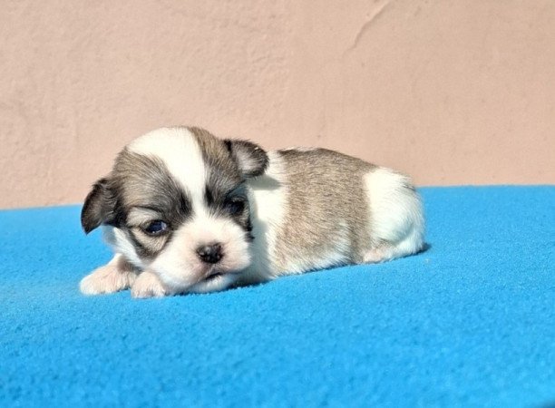 Bichon havanese