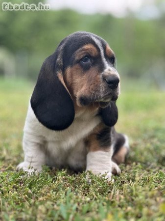 Basset hound kiskutyák eladók