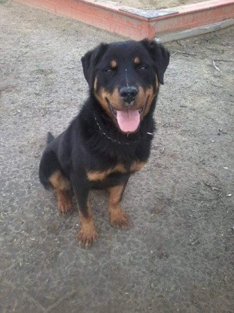 Rottweiler