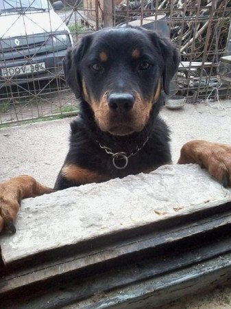 Rottweiler