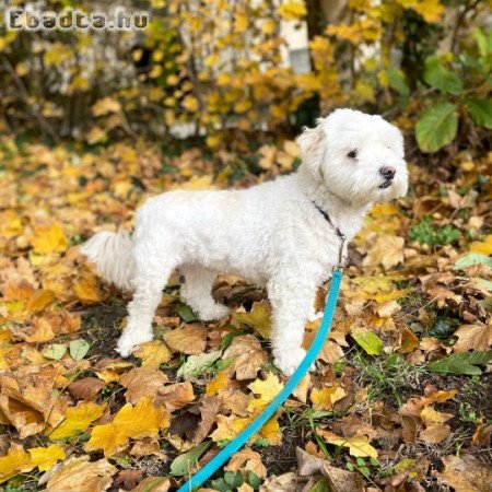 Bichon Havanese