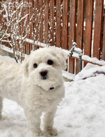 Bichon Havanese