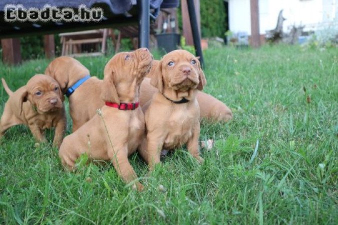 Magyar Vizsla kölykök eladók